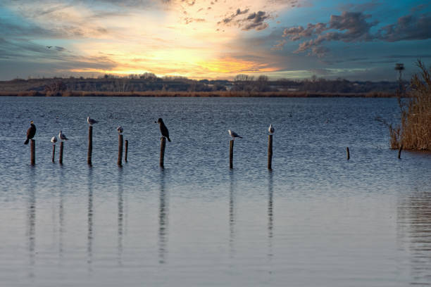 istock Nature Reserve, Oasis Lipu Massaciuccoli, Lucca, Tuscany 1192629090