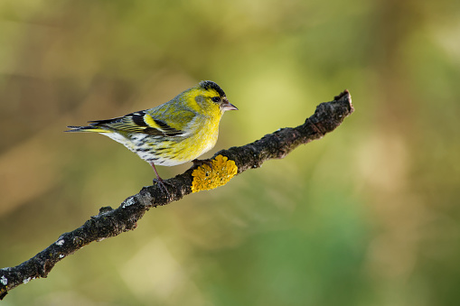A Black Throated Green Warbler from Texas