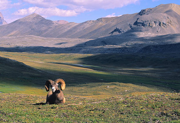 istock Bighorn Ram in Mountain landscape 119263028