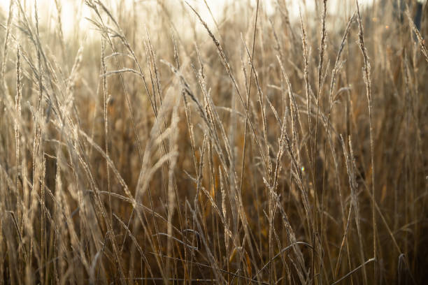 замороженная сухая трава в солнечное осеннее утро. эффект боке. - branch dry defocused close up стоковые фото и изображения