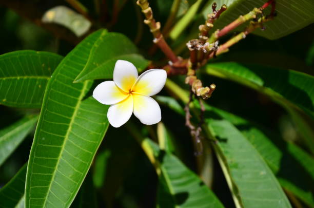 istock The white flower in tropical forest 1192635901