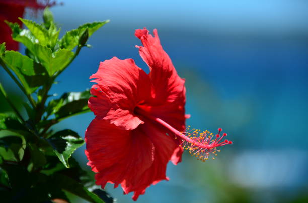 istock The red flower in tropical island 1192635929
