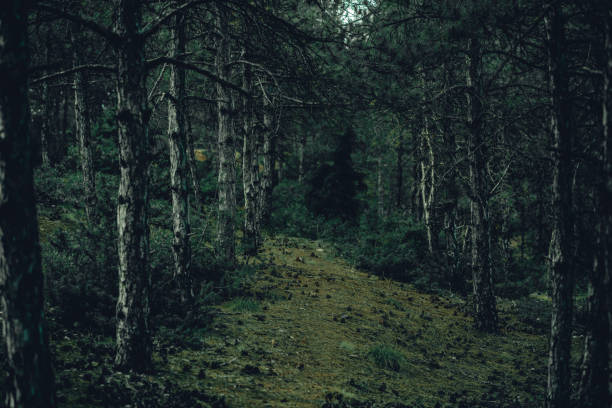 istock dark moody plants for background 1192635977