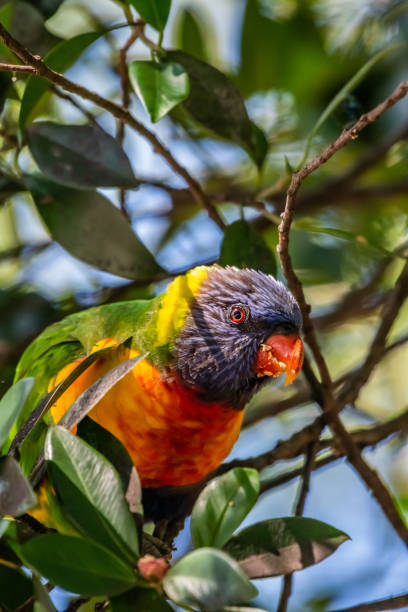 istock Rainbow Lorikeet [Trichoglossus moluccanus] 1192636107