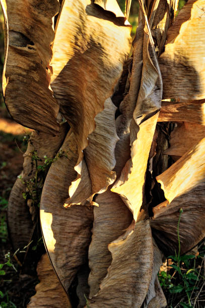 istock Dry leaf of a Banana tree 1192636871