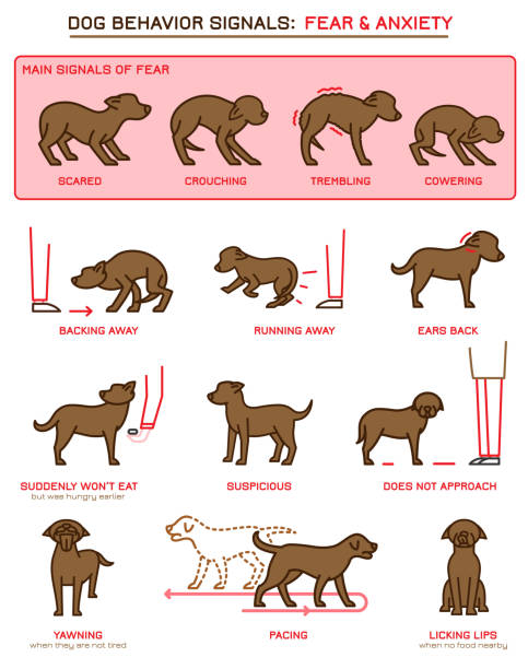 stockillustraties, clipart, cartoons en iconen met gedrags pictogrammen voor honden - dierlijk gedrag