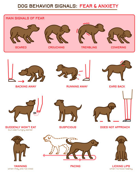 Dog Behavior Icons Dog fearful behavior icons set. Domestic animal or pet language infographic. Line pictograms collection. Fear, anxiety poster. Simple icon, symbol, sign. Editable vector illustration isolated on white background animal behavior stock illustrations