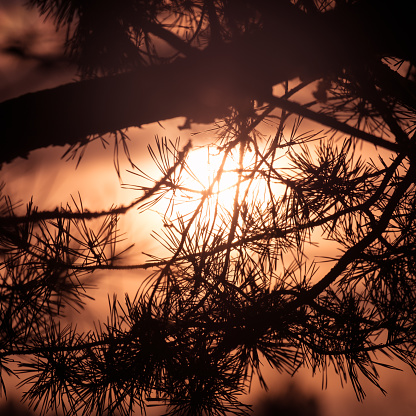 Silhouette of a pine branch with red sunset and sunlight at summer evening in Finland