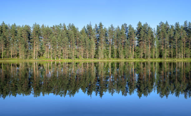 paesaggio forestale calmo con riflessione sugli alberi dal tranquillo lago nella soleggiata giornata estiva in finlandia - spring forest scenics reflection foto e immagini stock