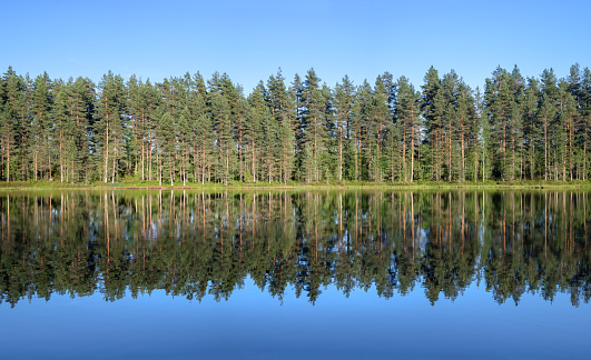 Calm forest landscape with tree reflection from peaceful lake at sunny summer day in Finland