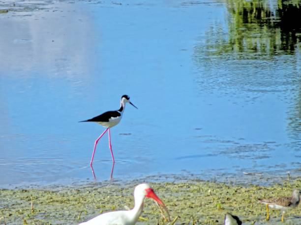 istock Himantopus mexicanus - Black-necked stilt in Florida 1192639171
