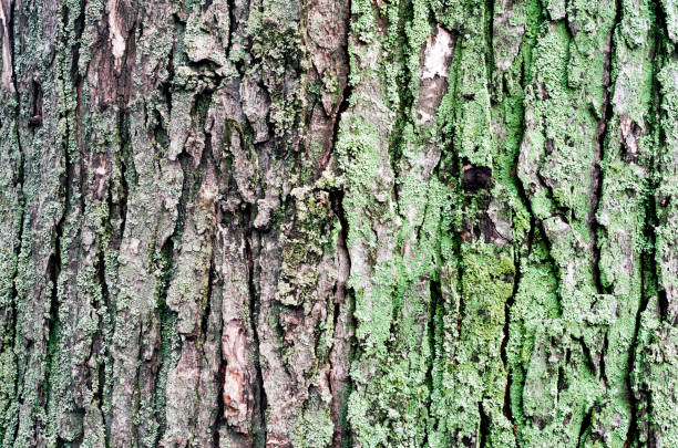 istock wooden background maple tree trunk with green moss 1192641152