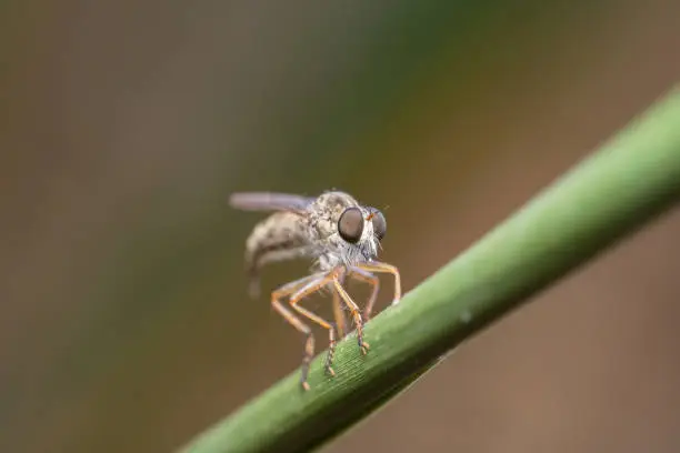 Robber fly sitting with orange legs on a green leaf flexing its body to fly away