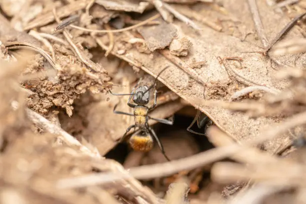 Full body shot of a Golden tailed Spiny Ant Polyrhachis top down shot coming out of a whole