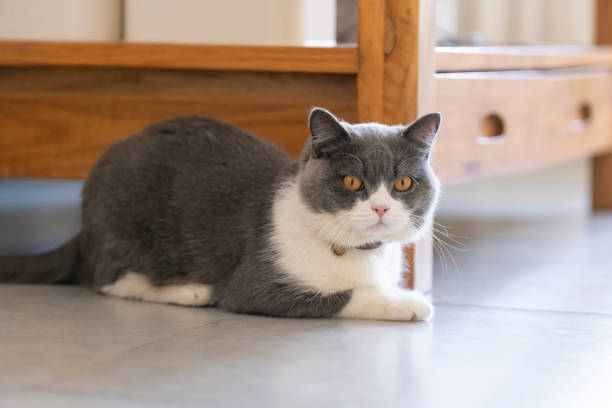 istock Cute British shorthair cat, indoor shot 1192642962