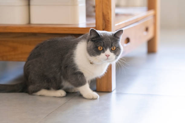 istock Cute British shorthair cat, indoor shot 1192642965