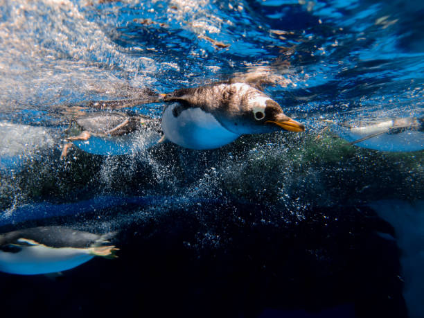 los pinguinos de gentoo nadan bajo el agua - nobody beak animal head penguin fotografías e imágenes de stock