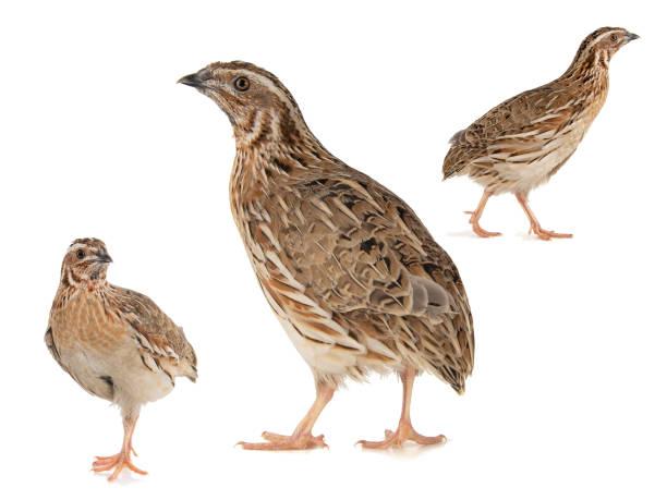 Collage of three Wild quail, Coturnix coturnix, isolated on a white background Collage of three Wild quail, Coturnix coturnix, isolated on a white background. coturnix quail stock pictures, royalty-free photos & images