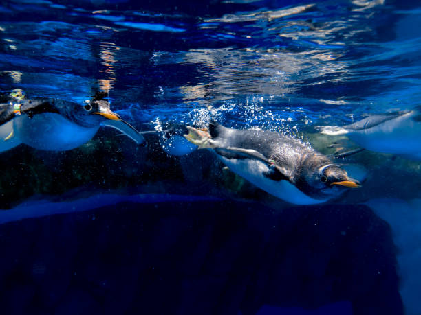 los pinguinos de gentoo nadan bajo el agua - nobody beak animal head penguin fotografías e imágenes de stock