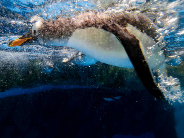 istock Gentoo penguins swimming underwater view 1192643043