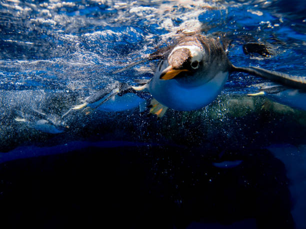 los pinguinos de gentoo nadan bajo el agua - nobody beak animal head penguin fotografías e imágenes de stock