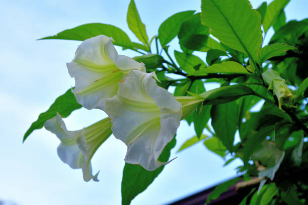 Angel's trumpet, formally called brugmansia, is woody-stemmed bush with pendulous flowers that hang like bells. It is very attractive and elegant flowering plant with flowers in a variety of colors, including white, peach, yellow and orange. All parts of this plant contain dangerous levels of poison, which may be fatal if ingested by humans or animals.