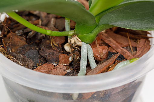 Green roots and leaves of orchid on ground in flowerpot, closeup