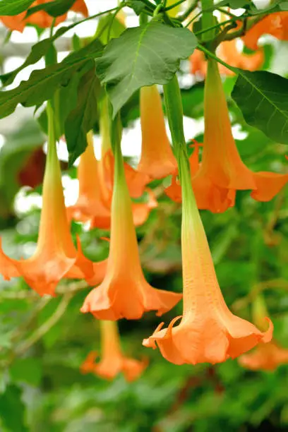 Angel's trumpet, formally called brugmansia, is woody-stemmed bush with pendulous flowers that hang like bells. It is very attractive and elegant flowering plant with flowers in a variety of colors, including white, peach, yellow and orange. 
All parts of this plant contain dangerous levels of poison, which may be fatal if ingested by humans or animals.