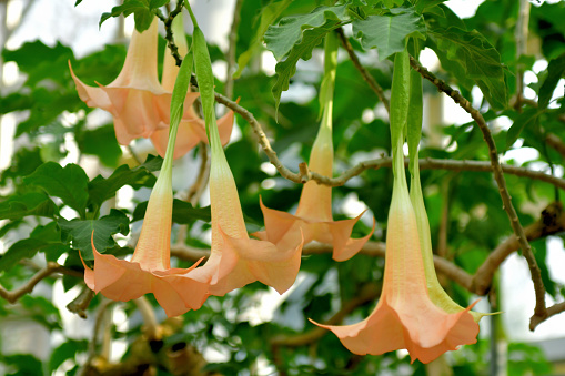 Angel's trumpet, formally called brugmansia, is woody-stemmed bush with pendulous flowers that hang like bells. It is very attractive and elegant flowering plant with flowers in a variety of colors, including white, peach, yellow and orange. \nAll parts of this plant contain dangerous levels of poison, which may be fatal if ingested by humans or animals.