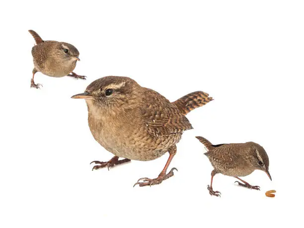 Collage of three Eurasian Wren, Troglodytes troglodytes, isolated on white background