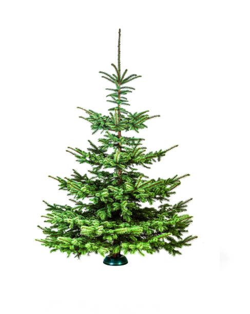 istock Beautiful decorated Christmas tree isolated on white background 1192644567