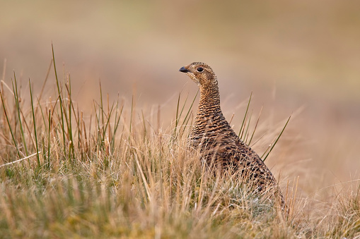 Black Grouse in heather moorland