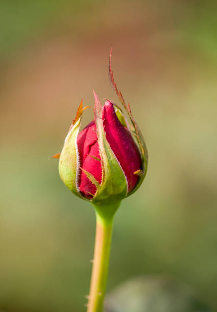 istock Red Rose Flower Bud in the Garden 1192647679