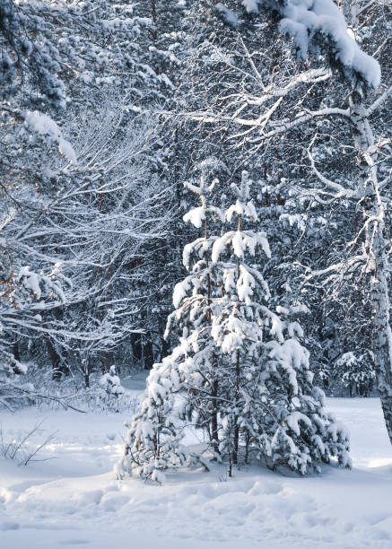 un pequeño abeto cubierto de nieve en el telón de fondo del bosque de invierno en un día helado - wolk fotografías e imágenes de stock