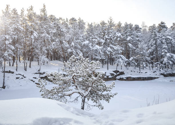 pequeño pino solitario en el telón de fondo del bosque cubierto de nieve de invierno y cantera congelada en un día claro - wolk fotografías e imágenes de stock