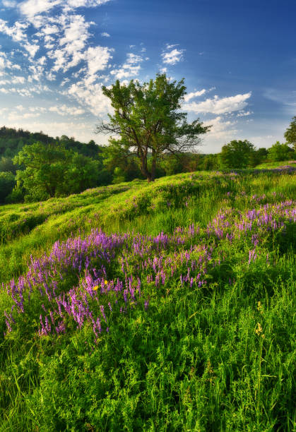 istock spring meadow. sunrise in a picturesque valley 1192648869