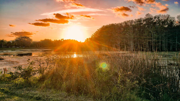 istock Louisiana swamp sunset and silhouettes 1192650302