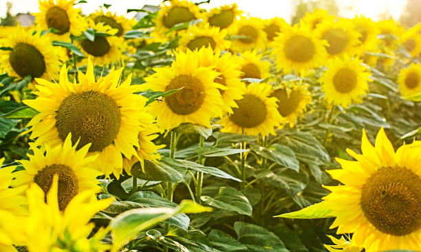 istock sunflowers grow outdoors in summer 1192650458