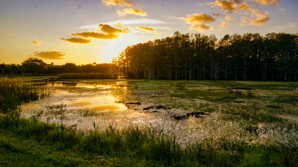 louisiana swamp sunset and silhouettes - estero zona húmeda fotografías e imágenes de stock