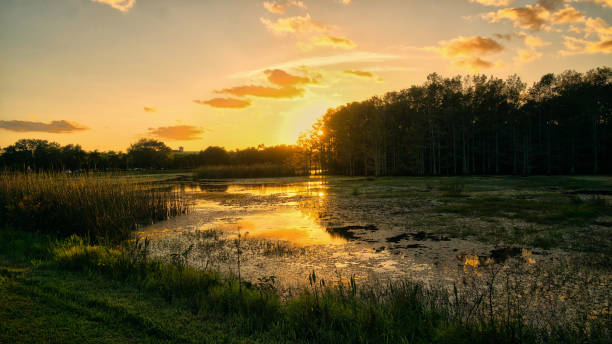 istock Louisiana swamp sunset and silhouettes 1192651047