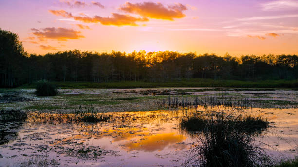 istock Louisiana swamp sunset and silhouettes 1192651083