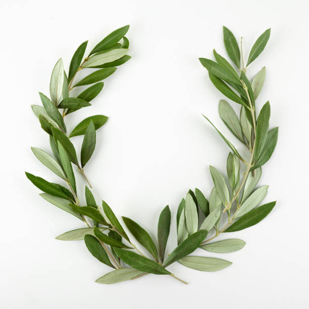 istock Green olive wreath on white background. Top view 1192651162