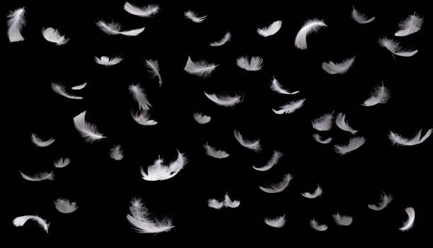 Feathers isolated on black background Set of white feathers isolated on black background white crow stock pictures, royalty-free photos & images