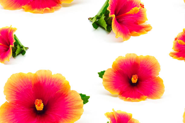 Hibiscus in macro