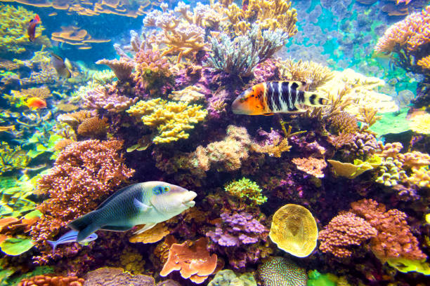 istock Tropical fish and coral reef 1192653627