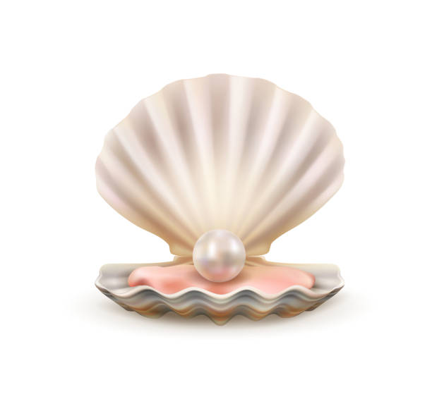 ilustrações, clipart, desenhos animados e ícones de pérola em conchas abertas de concha selada de vieira 3d vetor - pearl shell jewelry gem