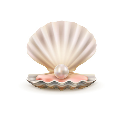 Pearl in open shells of scallop seashell 3d vector