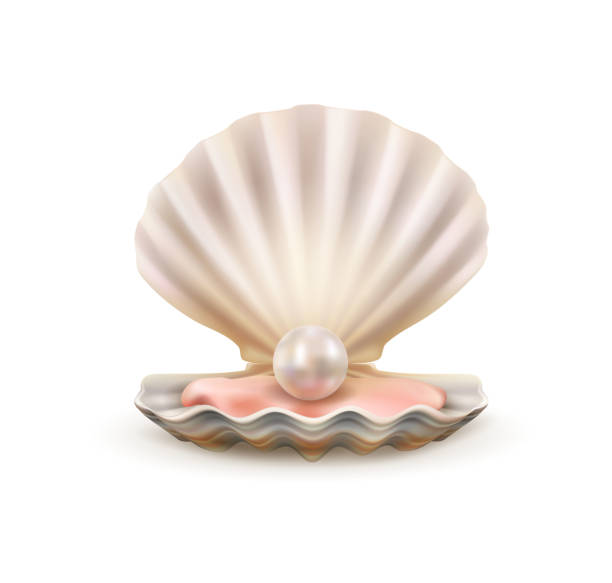 Pearl in open shells of scallop seashell 3d vector Seashell with pearl realistic 3d vector of sea and ocean treasure design. Open shells of scallop marine mollusk or shellfish with shiny white pearl inside scallop stock illustrations