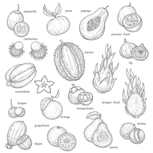 Exotic papaya, tropical orange, feijoa sketches Exotic fruit and berry sketches. Vector tropical orange, papaya and fig, carambola, feijoa and lychee, grapefruit, passion and dragon fruits, guava, longan and rambutan, durian, mangosteen and yuzu carambola tree stock illustrations