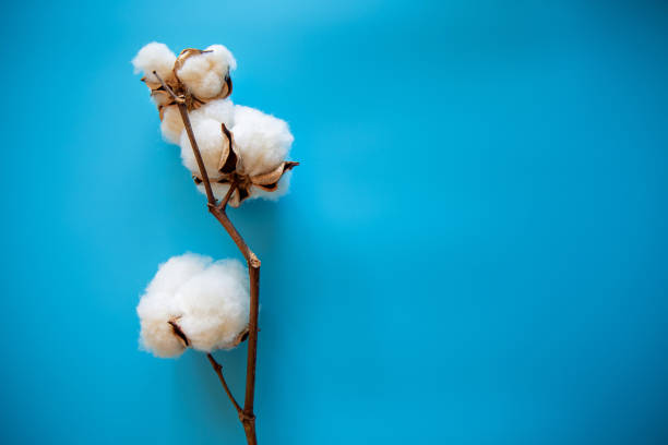 Cotton boll on blue background Cotton boll on blue background cotton ball photos stock pictures, royalty-free photos & images